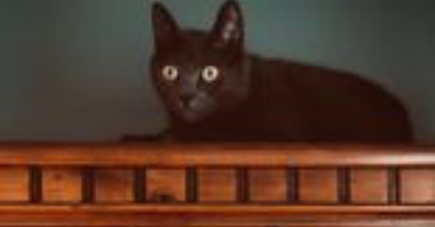 black cat on shelf is wide-eyed against dark green wall