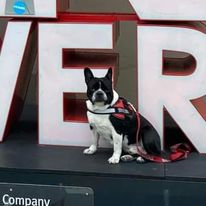 bulldog sits in service vest in front of large block letters outside